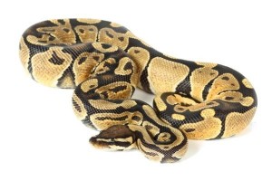 Python regius, ghost